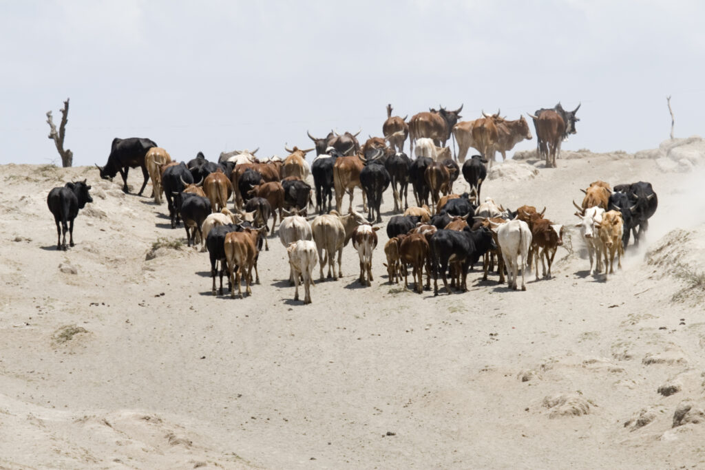 Group of cows in an astonishing landscape in Ethiopia