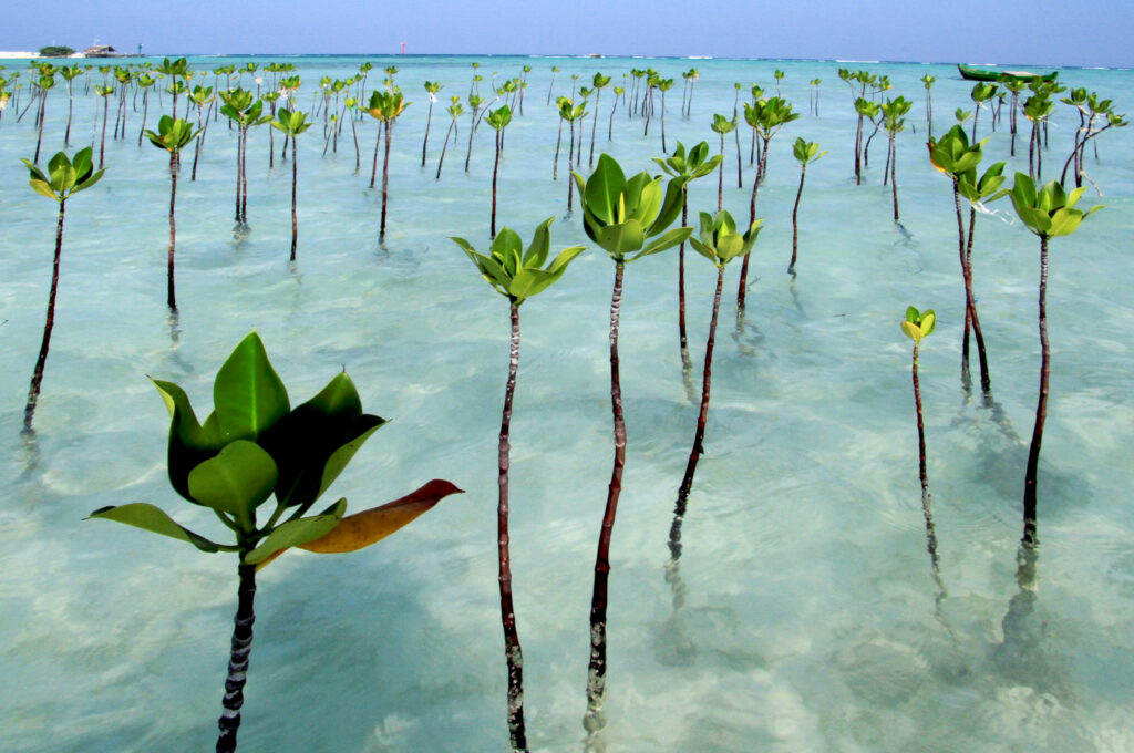 Mangrove seddling at Pari Island, Indonesian.