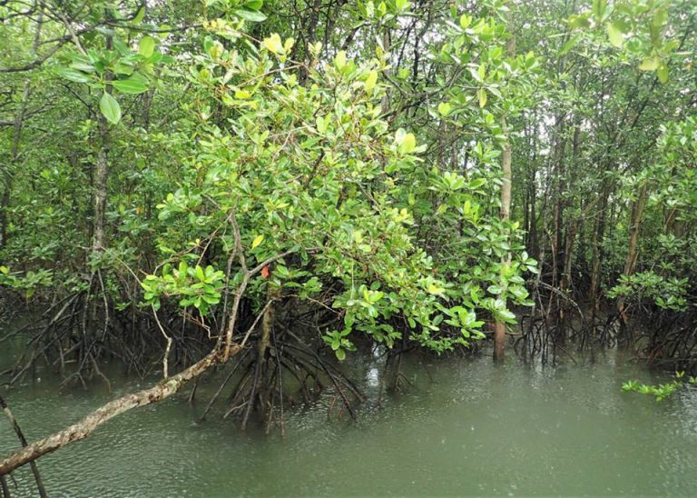 Mangrove Forests Store High Densities Of Carbon Across The Tropical 