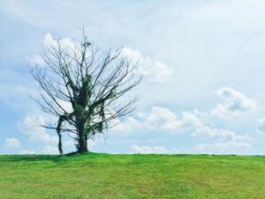 'Punggol Lone Tree' from SRN's SG Photobank