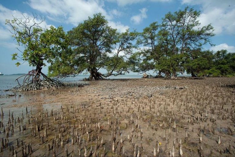 Restoring mangroves to protect coasts, reduce warming – Singapore ...