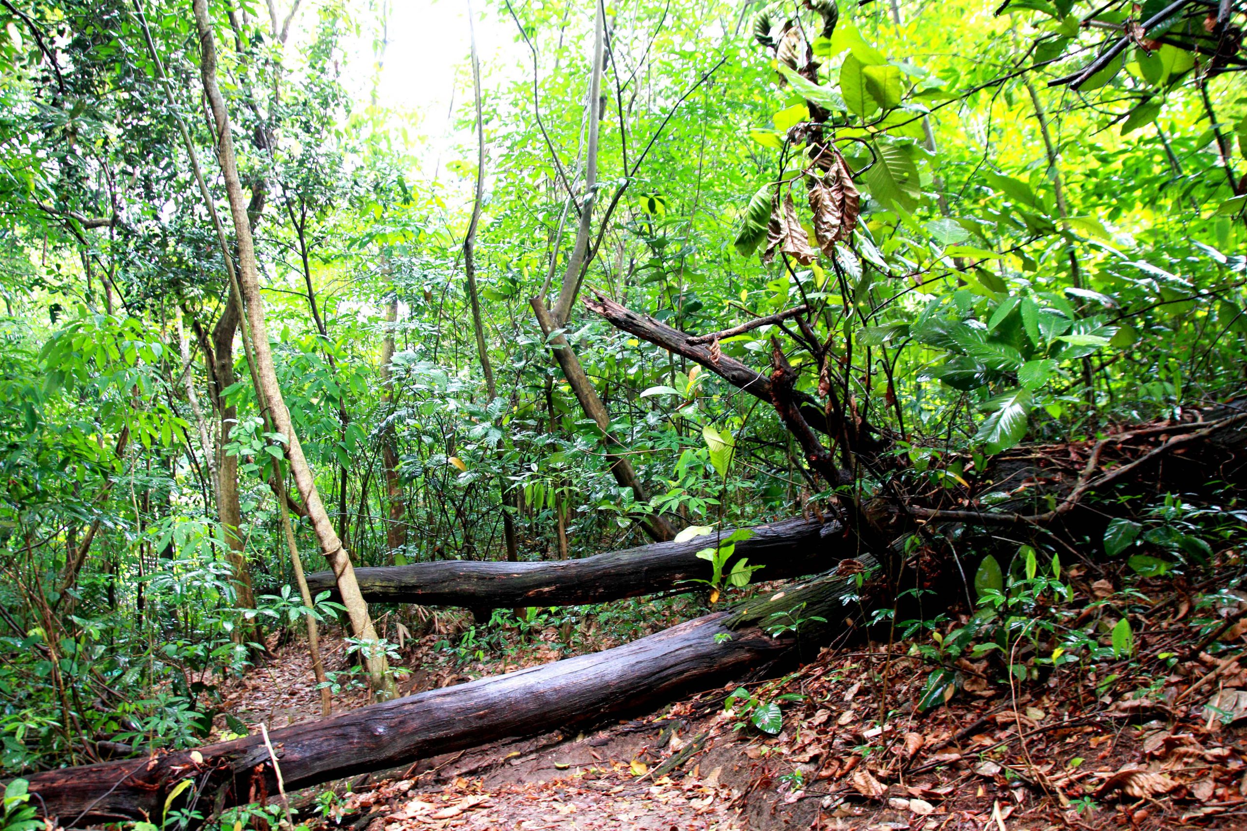 ‘Through the forest’ by Rui Kang, from SRN’s SG Photobank