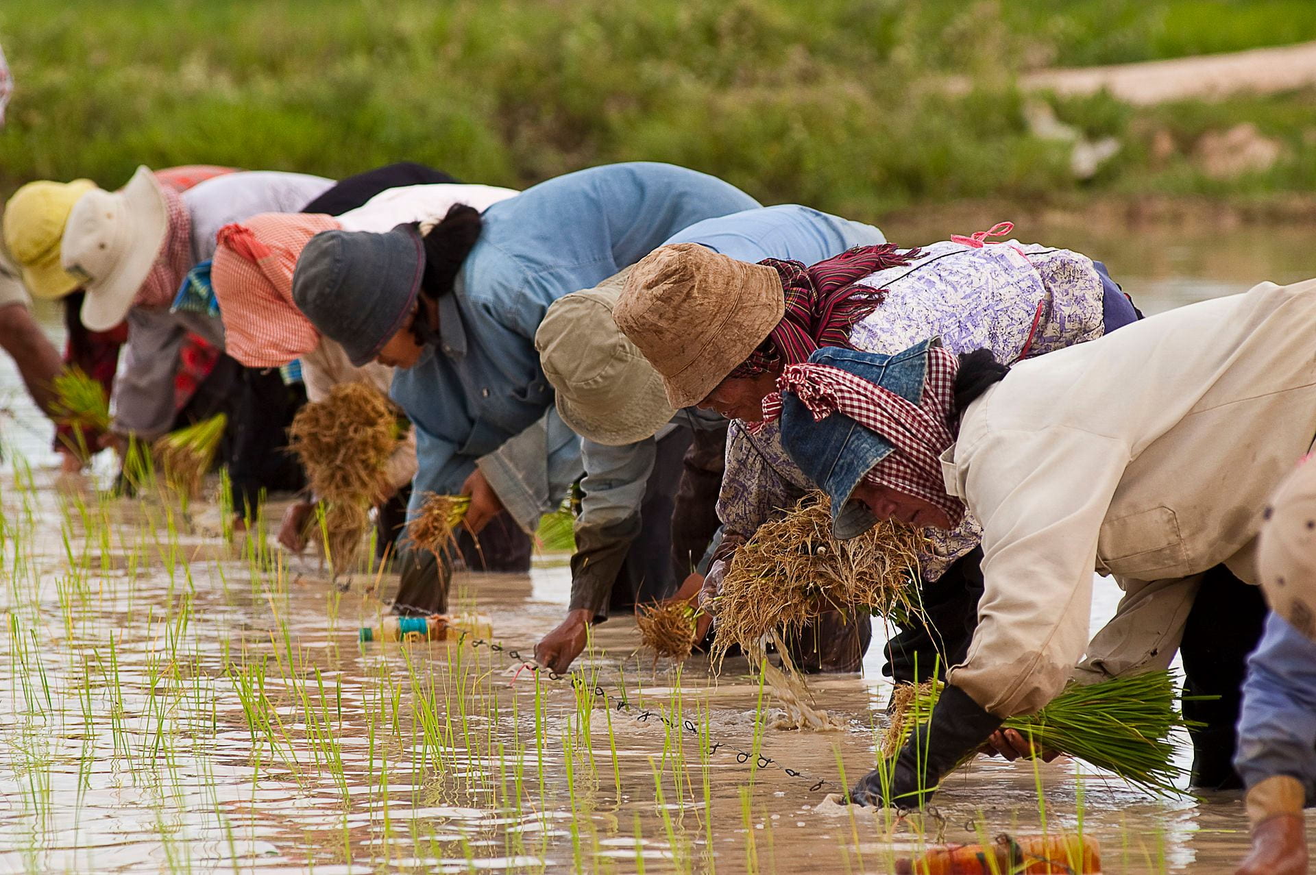 1920px-Cambodian_farmers_planting_rice