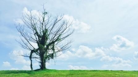 'Punggol Lone Tree' from SRN's SG Photobank