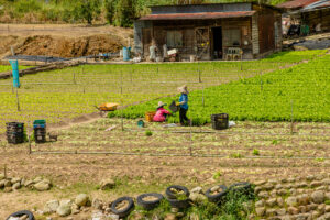 Cameron Highlands, Malaysia - 2023: Farmers in Cameron Highlands are collecting produce from their vegetable garden.