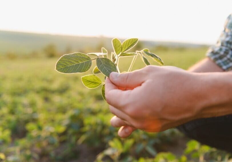 Agronomist inspecting the growth of soybean plants in a cultivated field, ensuring a healthy and productive harvest